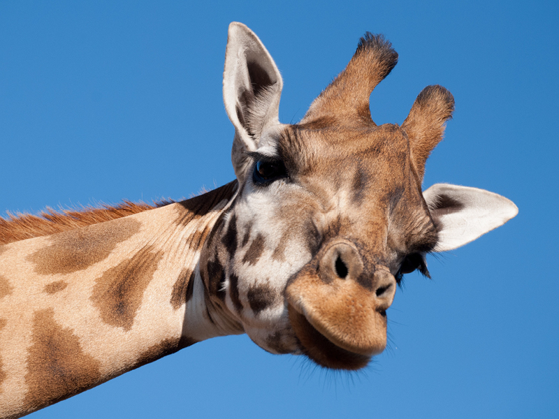 mbl-images-800x600px-giraffen-01